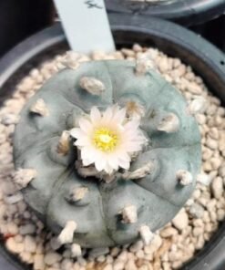 Lophophora Williamsii cactus plant 6 to 6.5 cm