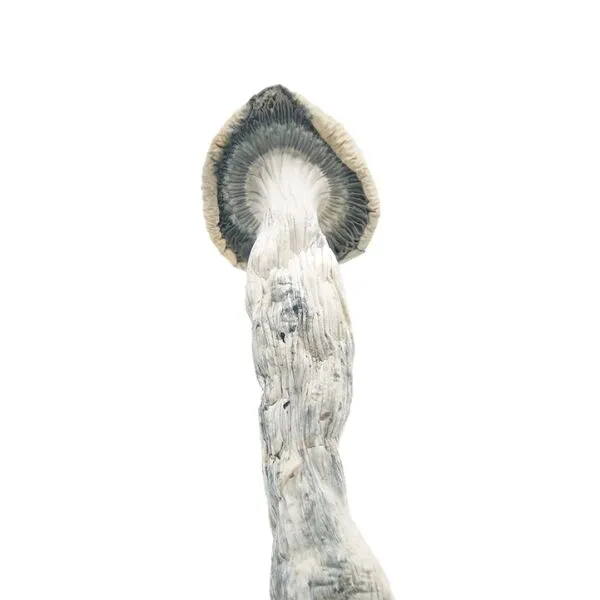 Albino-Penis-Envy-2-shrooms-online-canada-3-amigos-600x600
