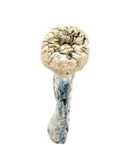 Albino Penis Envy Magic Mushrooms