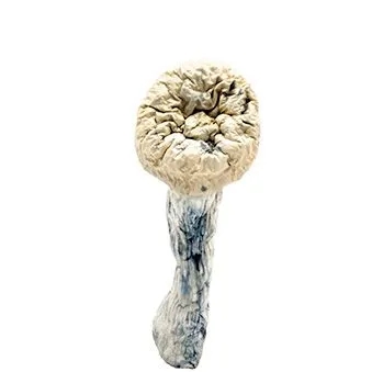 Albino-Penis-Envy-3-buy-magic-mushrooms-online-canada-3-amigos@0.5x