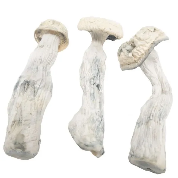 Albino-penis-Envy-1-magic-mushroom-dispensary-canada-3-amigos-600x600