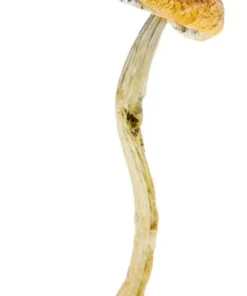 Amazonian Strain Magic Mushrooms