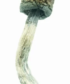 Blue Meanies Magic Mushrooms