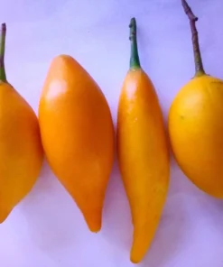 Iboga Fruit Pods