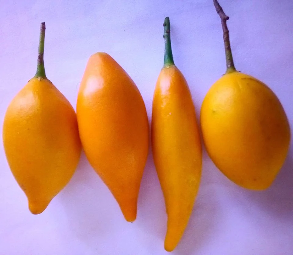 Buy-Iboga-Fruit-Pods-In-Australia