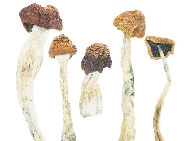 Daddy-Long-Legs-2-buy-magic-mushrooms-online-canada-3-amigos