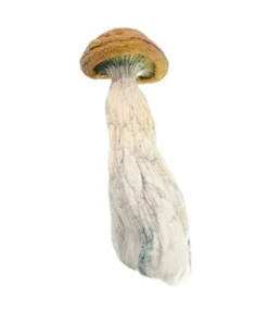 Discover the Gold Member Magic Mushroom: Effects, Dosage & More