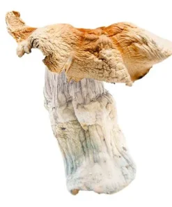 Hillbilly Cubensis Magic Mushrooms