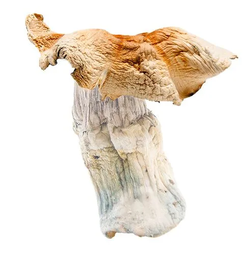 Golden-Teachers-shrooms-magic-mushrooms-online-Canada-psilocybin-3-Amigos