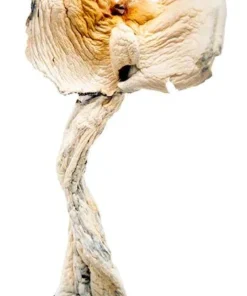 Golden Teacher Magic Mushrooms