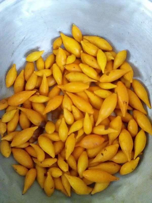 Iboga-Fruit-Pods-Australia-1-600x800