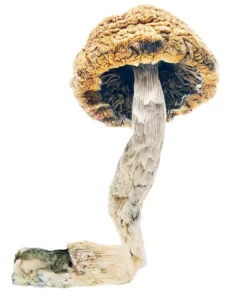 Mazatapec Magic Mushrooms