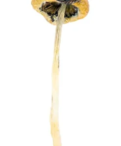 Super Thai Magic Mushrooms