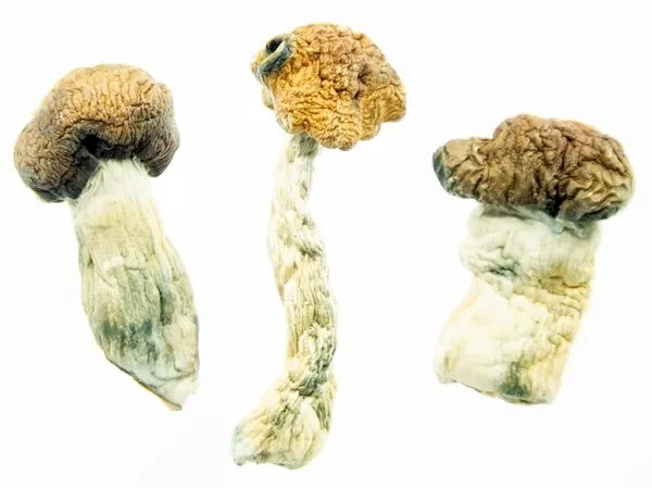 Texas-PE-1-shrooms-online-canada-3-amigos-600x449