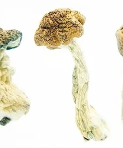 Texas Penis Envy Magic Mushrooms