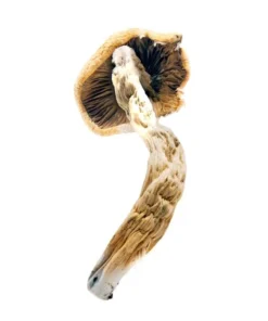 Super Thai Magic Mushrooms