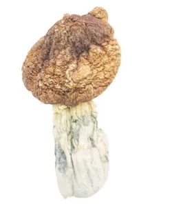 Tidal Wave Magic Mushrooms