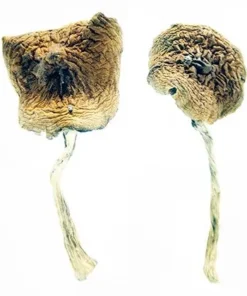 African Transkei Magic Mushrooms