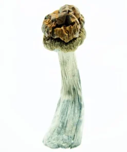 Trinity Magic Mushrooms