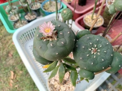 unnamed-1-1-scaled-e1583710293785-600x450-1-510x383