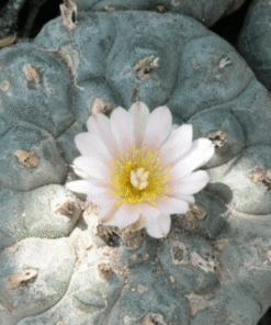 lophophora williamsii variety Jim Hogg county